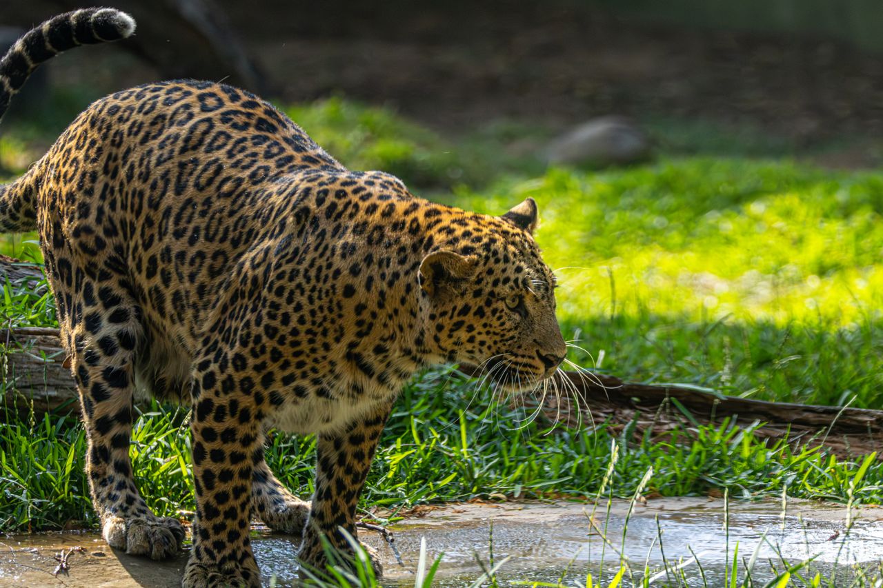 close up of a leopard prowling in a lush green environment showcasing