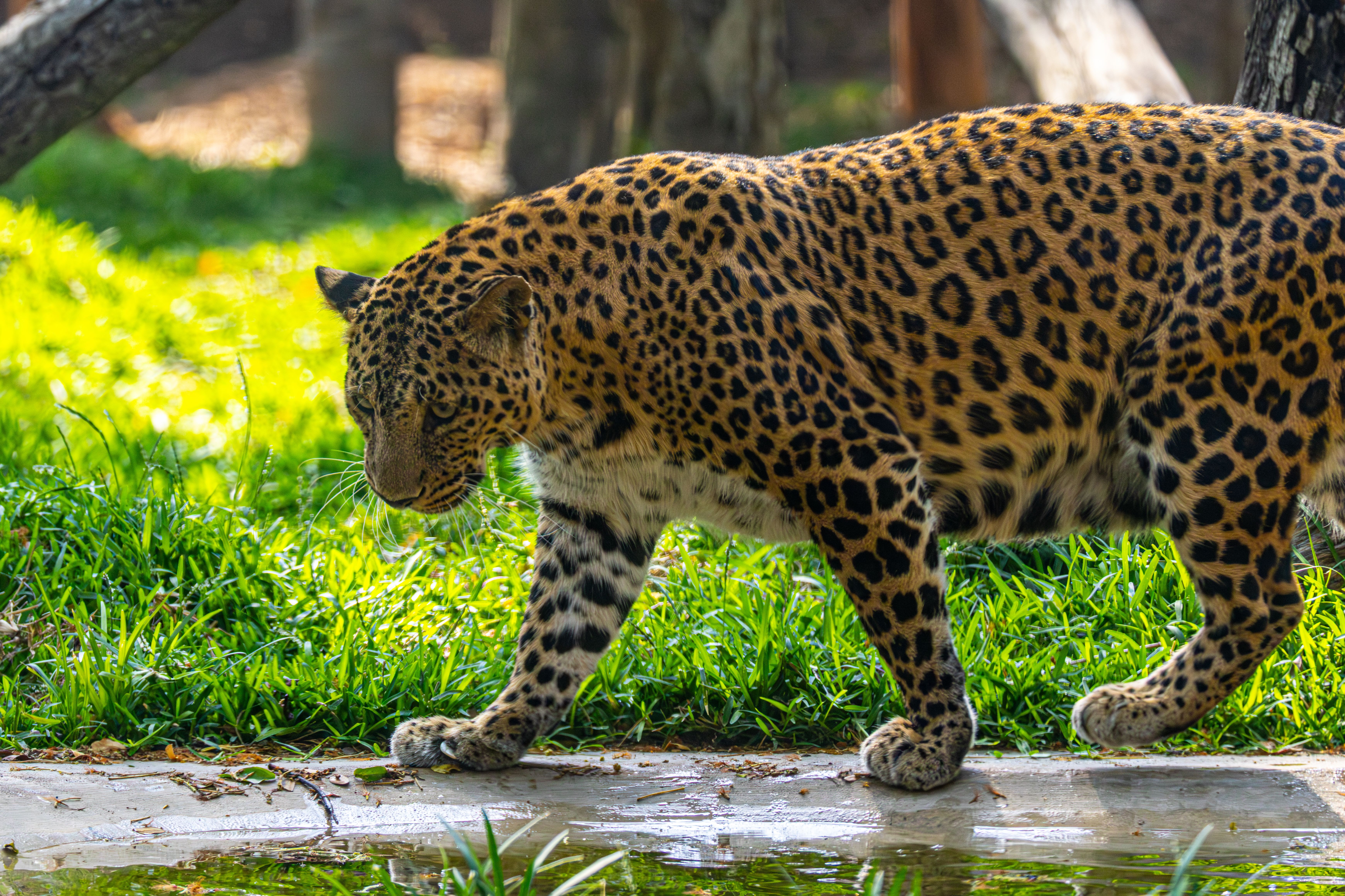 Leopard walking on log