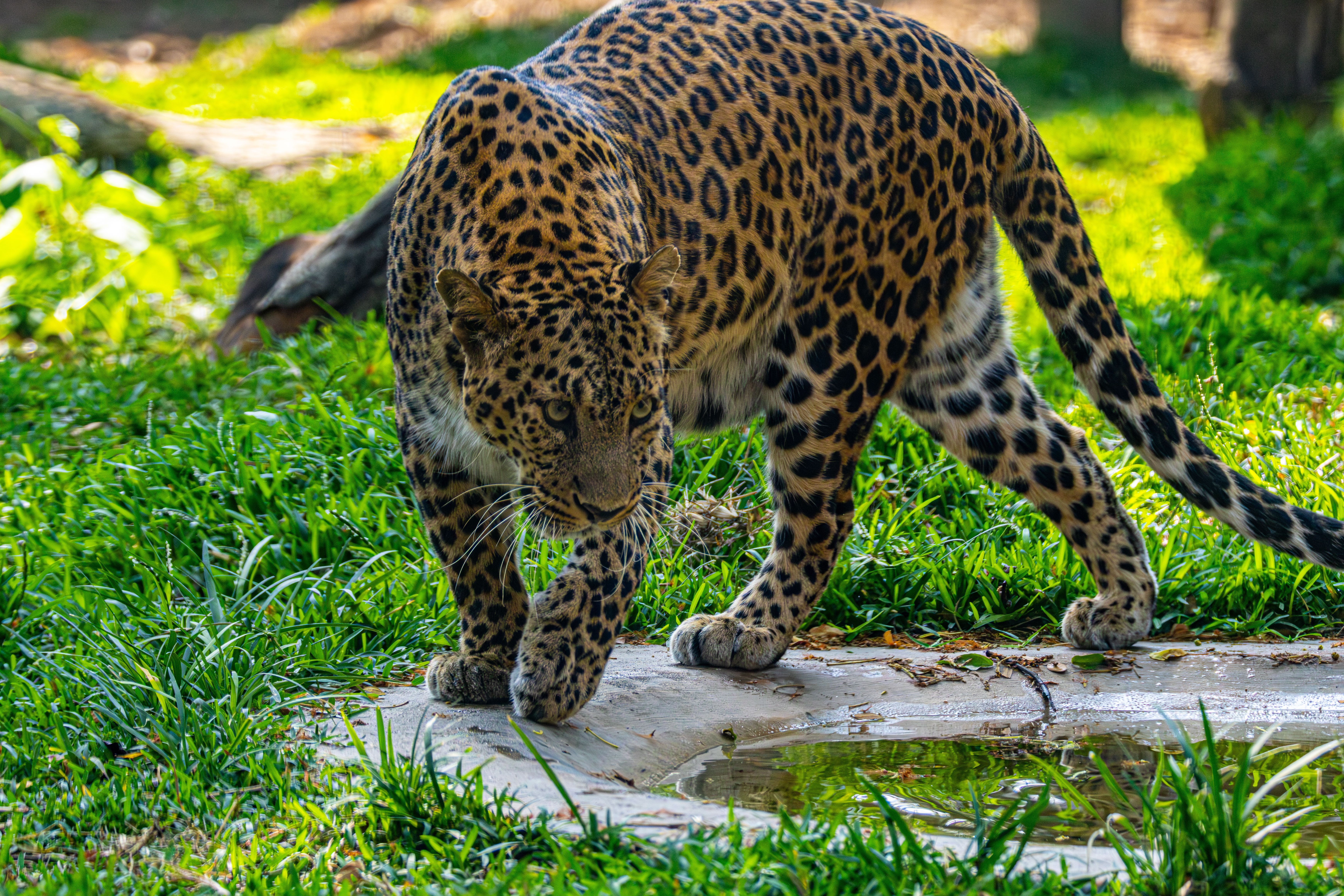 Majestic Leopard in Natural Habitat · Free Stock Photo