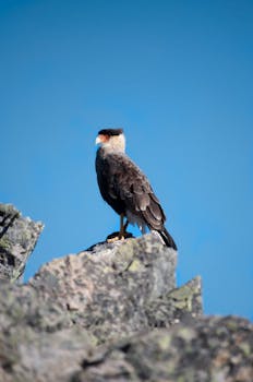 Crested Caracara on a rocky ledge under a clear blue sky in Bariloche, Argentina.