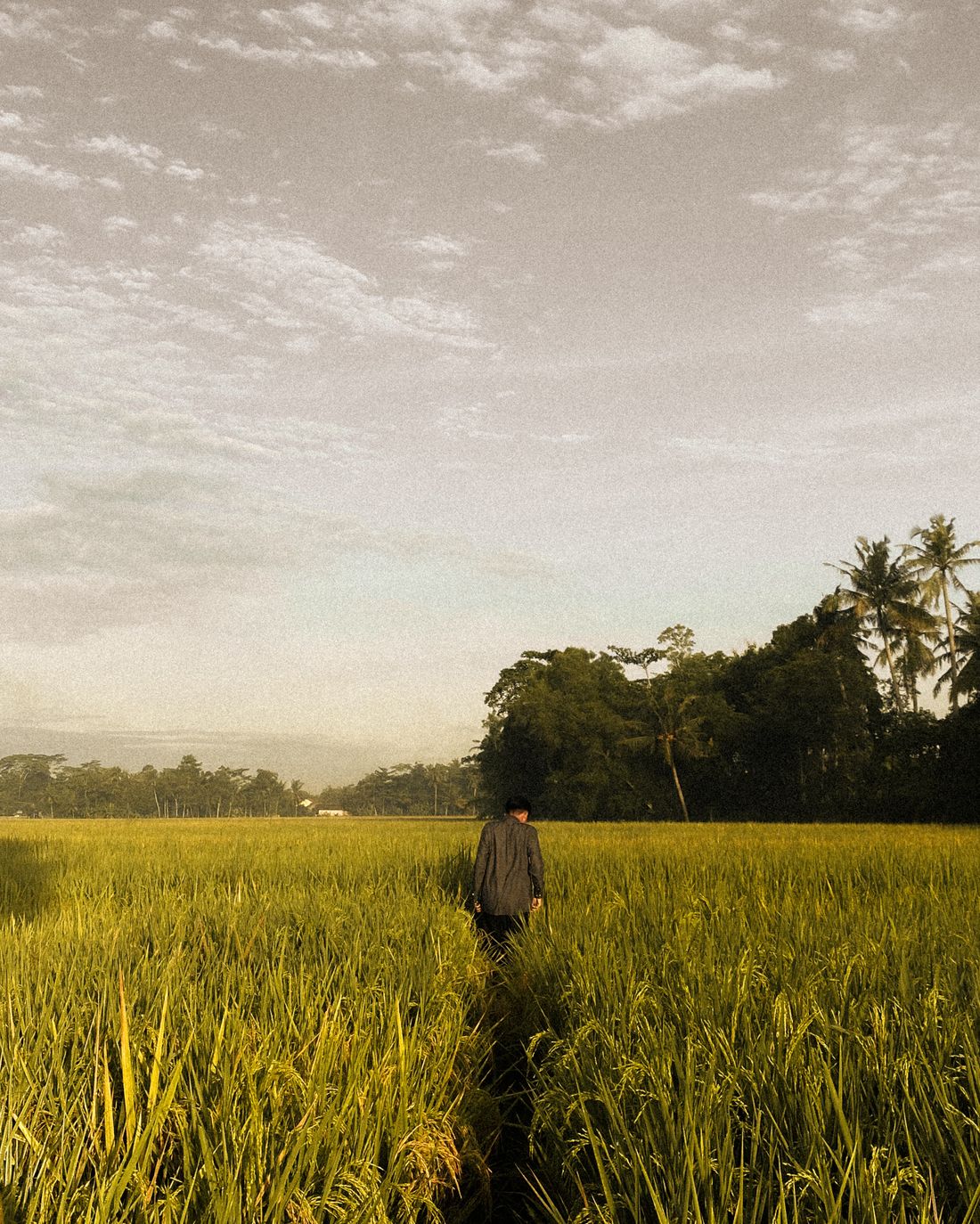 Petani berjalan di ladang saat senja