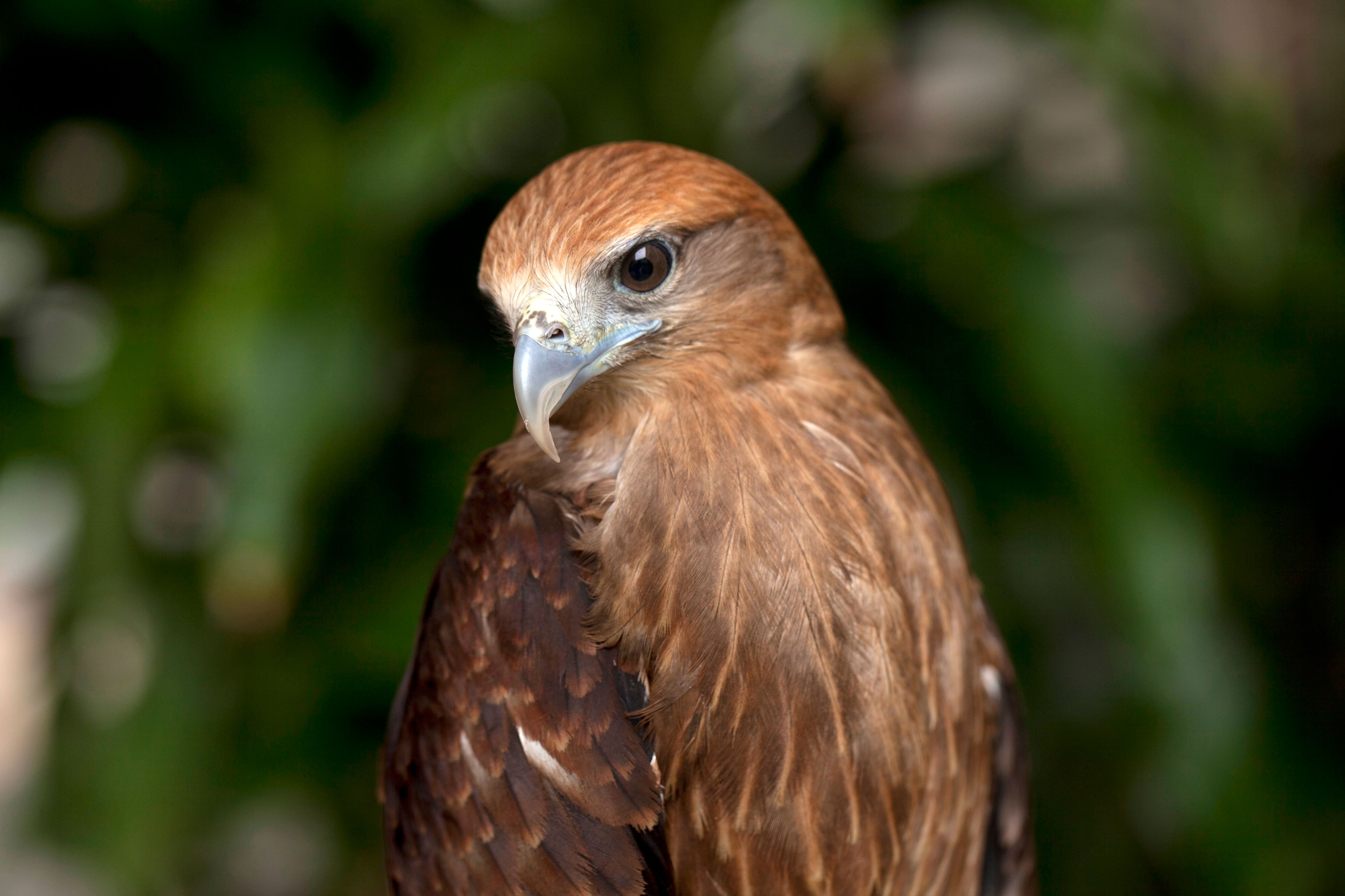 Portrait of a Red-Tailed Hawk in Natural Setting · Free Stock Photo