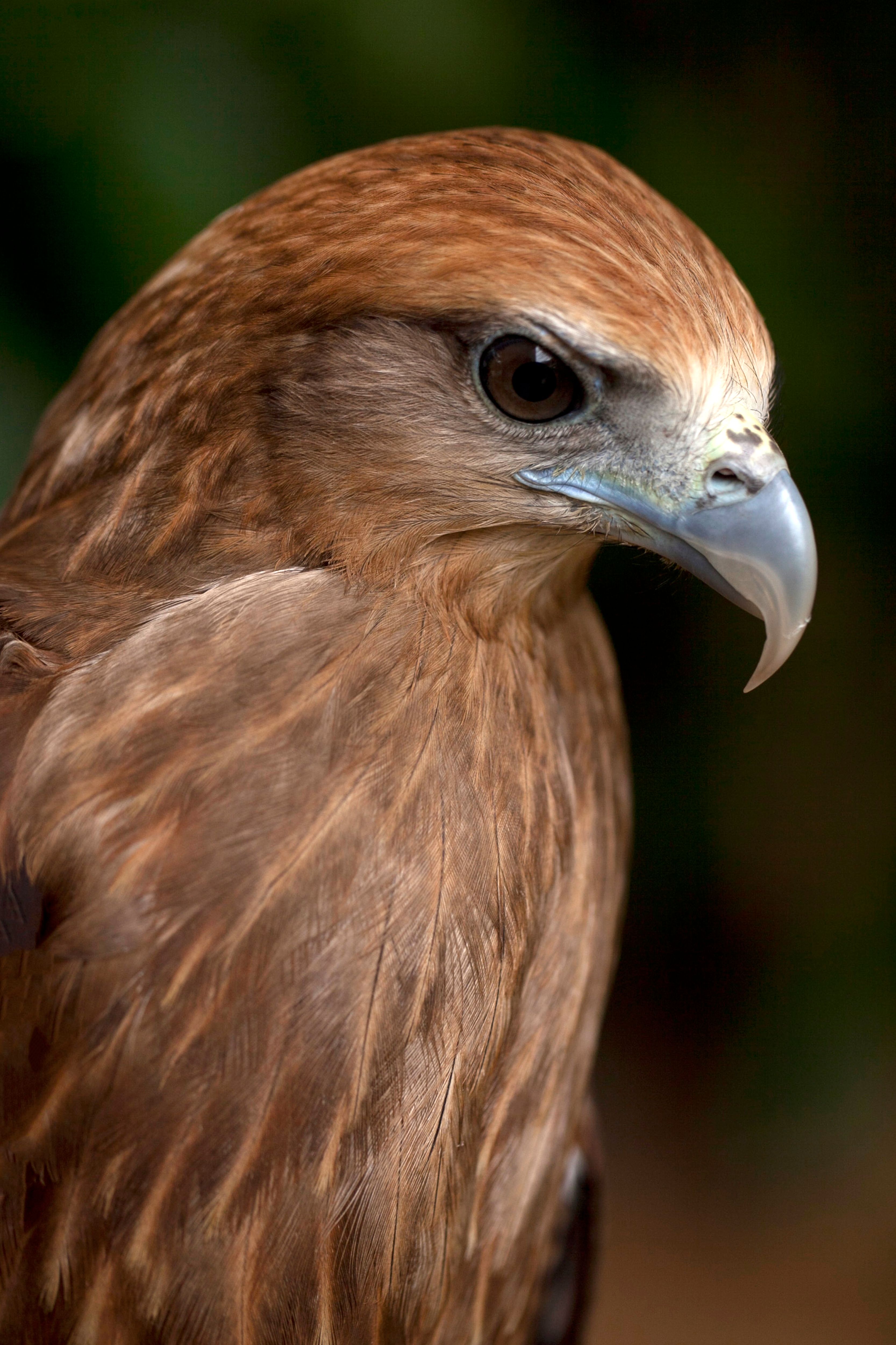 Close-Up Portrait of a Majestic Hawk · Free Stock Photo