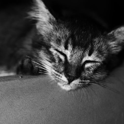 Free A peaceful kitten sleeping in black and white, capturing serenity and warmth. Stock Photo