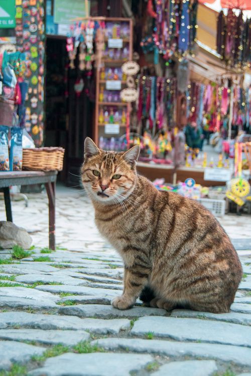 Free A tabby cat sits calmly on cobblestone in a colorful, bustling market street. Stock Photo