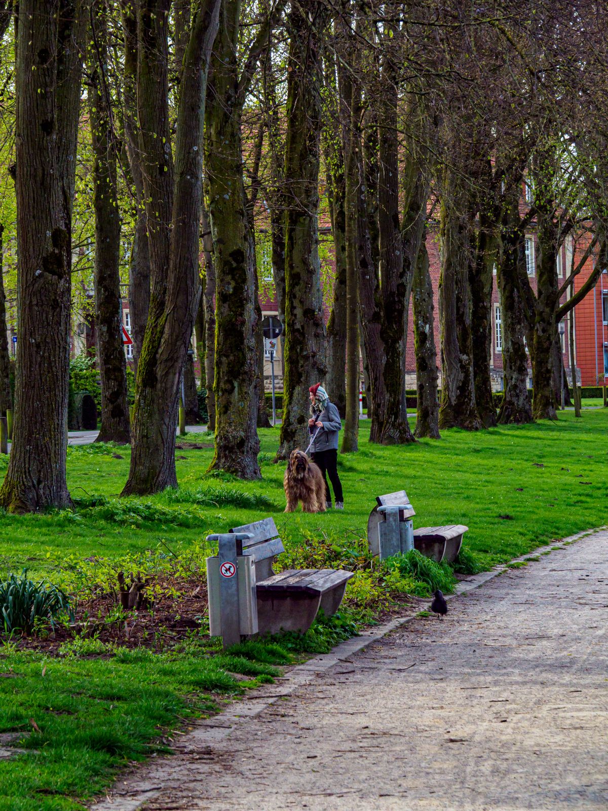 A person walking a large dog on a leash outdoors