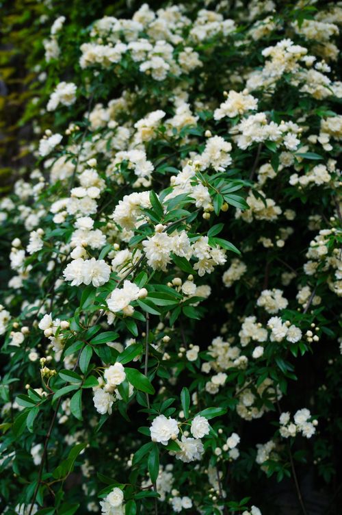 Free A beautiful display of white roses in full bloom during springtime, showcasing natural elegance. Stock Photo