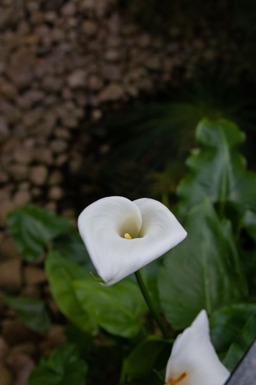 Free A striking white calla lily among green foliage, captured in a botanical garden setting. Stock Photo