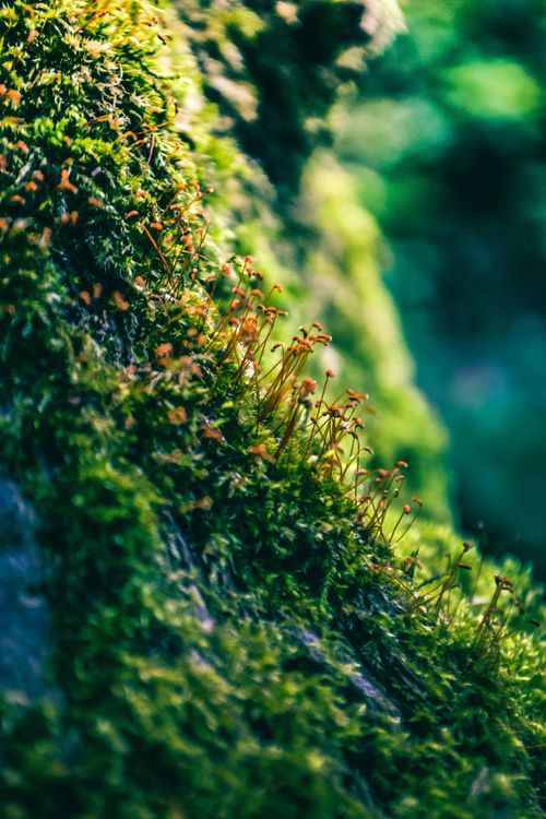 Free Detailed macro shot of vibrant green moss with delicate sprouts on a tree trunk. Stock Photo