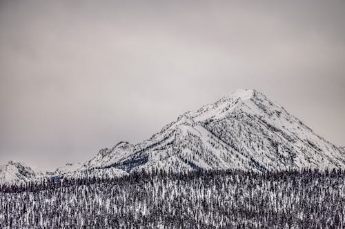 Black and white breathtaking landscape of mountain ridge covered with thick layer of snow located near winter forest against cloudy overcast sky