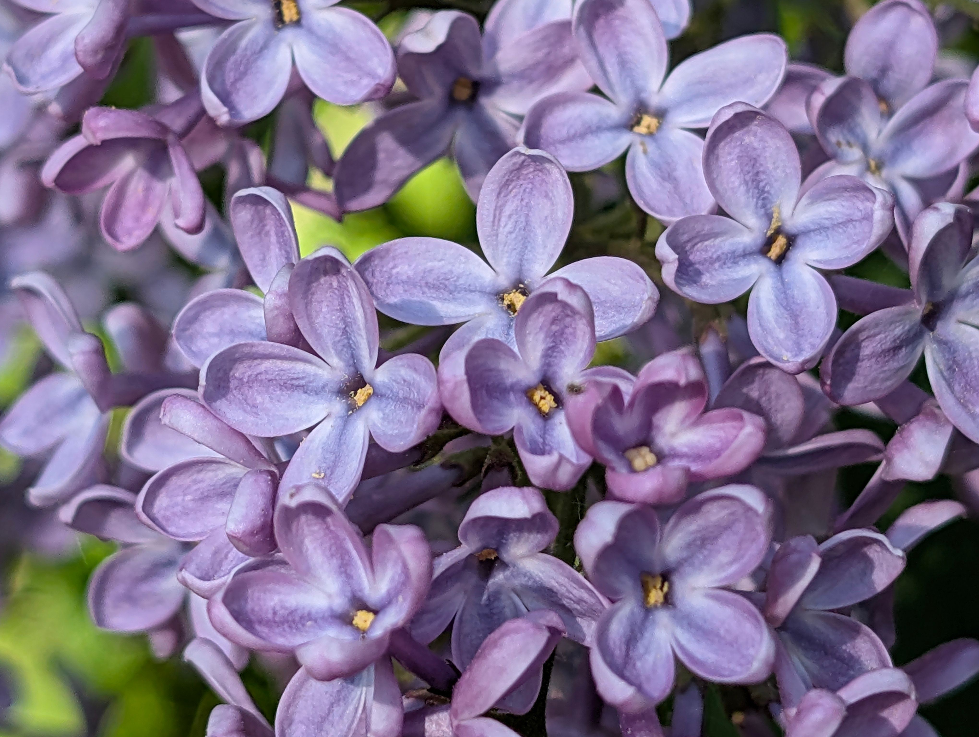 [ColoSach]-detailed-view-of-blooming-purple-lilac-flowers-with-natural-light-and-vivid-colors.
