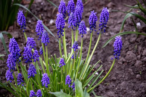 Free Close-up of vivid purple grape hyacinths blooming in a lush garden setting. Stock Photo