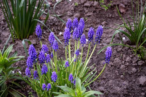 Free Beautiful purple grape hyacinths blooming in a garden setting. Perfect for spring landscaping inspiration. Stock Photo