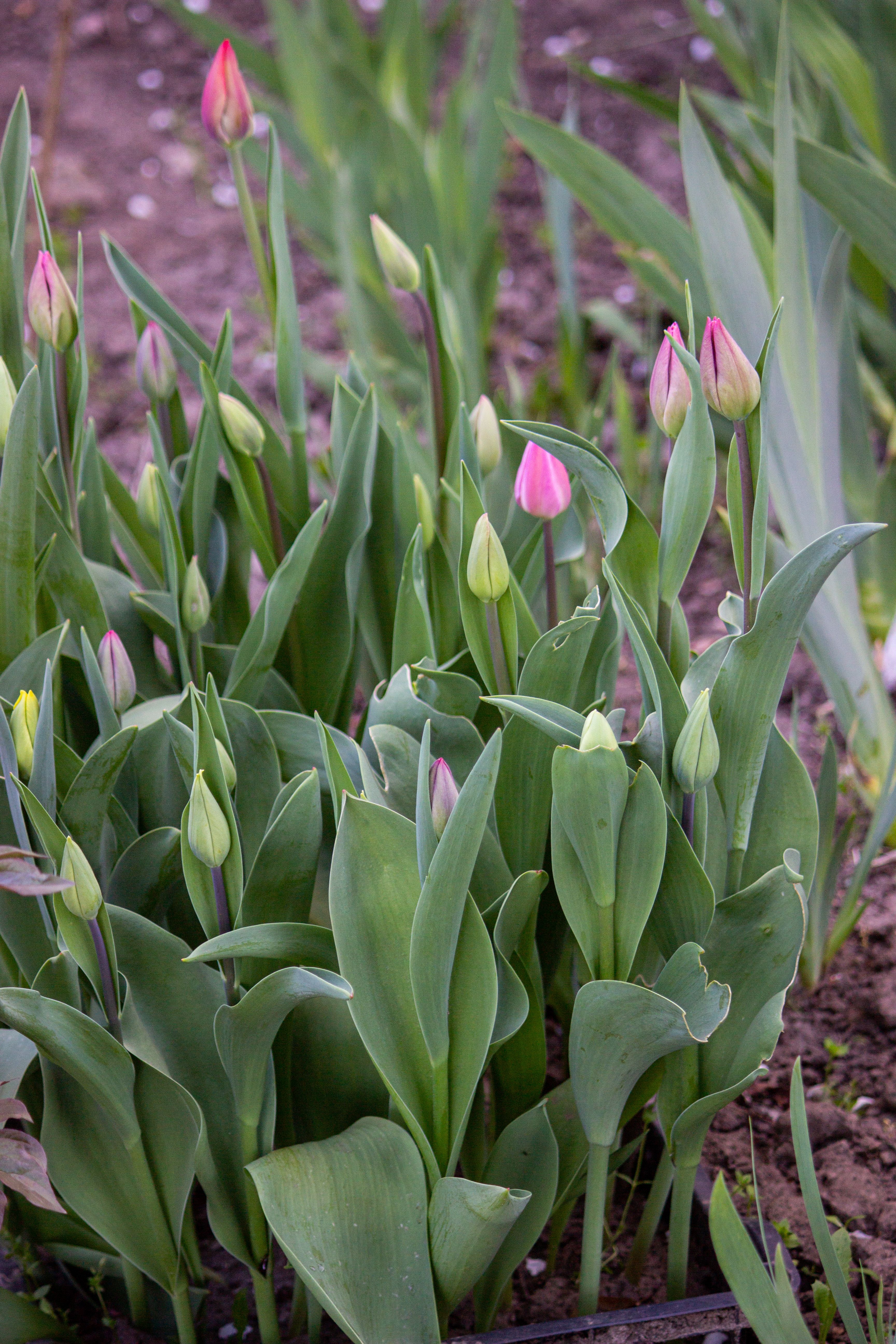 Spring Tulip Buds in a Garden Setting · Free Stock Photo