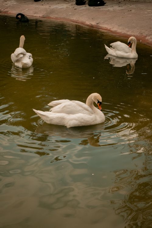 Free Elegant swans gracefully swimming in a peaceful pond, reflecting a tranquil nature scene. Stock Photo