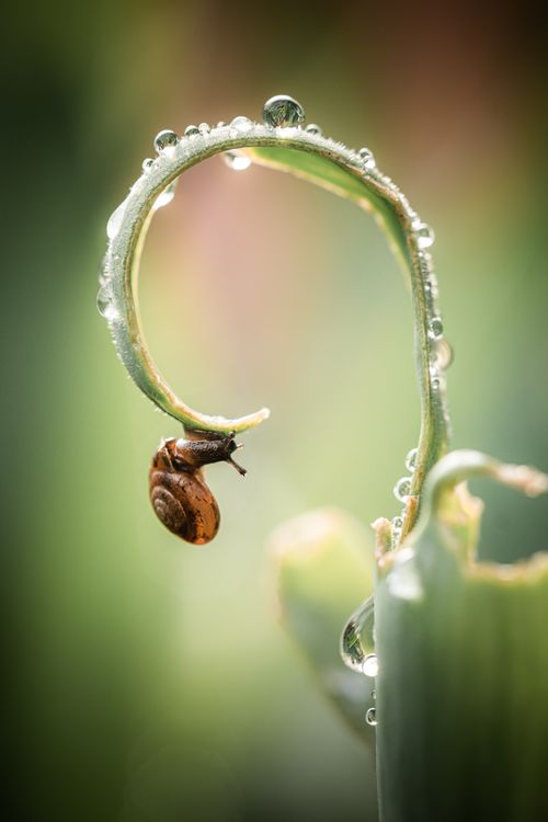 Free Close-up of a small snail clinging to a dew-covered plant in Chesny, France. Stock Photo