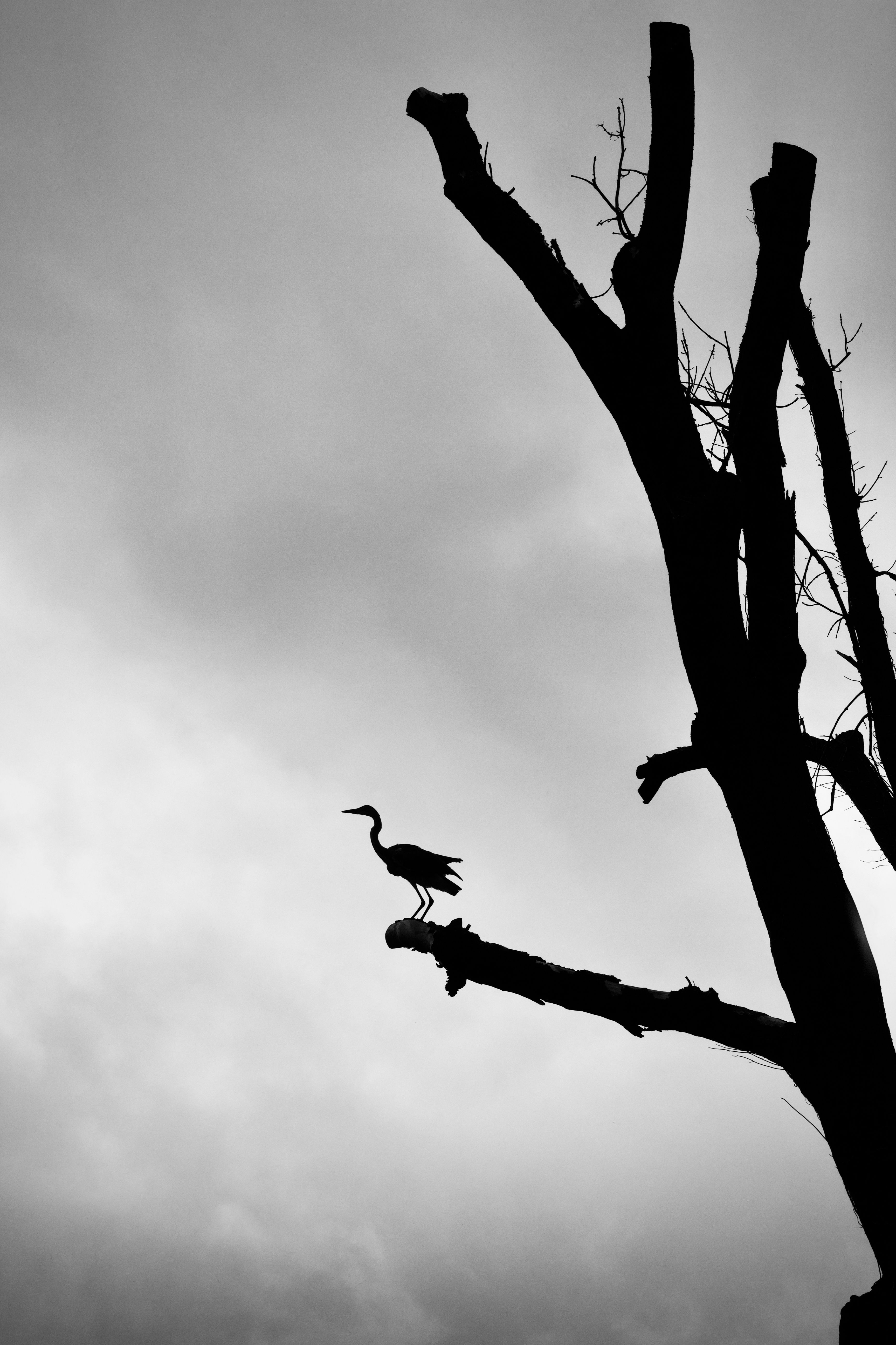 A stark silhouette of a heron on a leafless tree branch against a moody sky.
