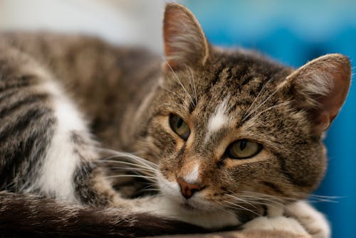 Free Close Up Photo of Brown Tabby Cat  Stock Photo