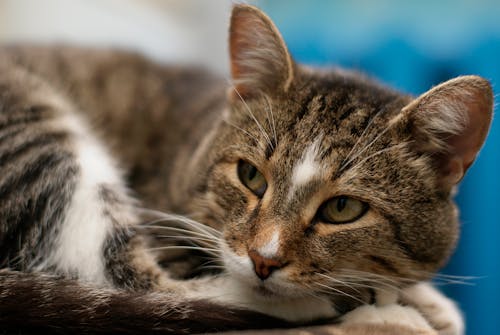 Chat Tigré Brun Allongé Sur Un Textile Blanc