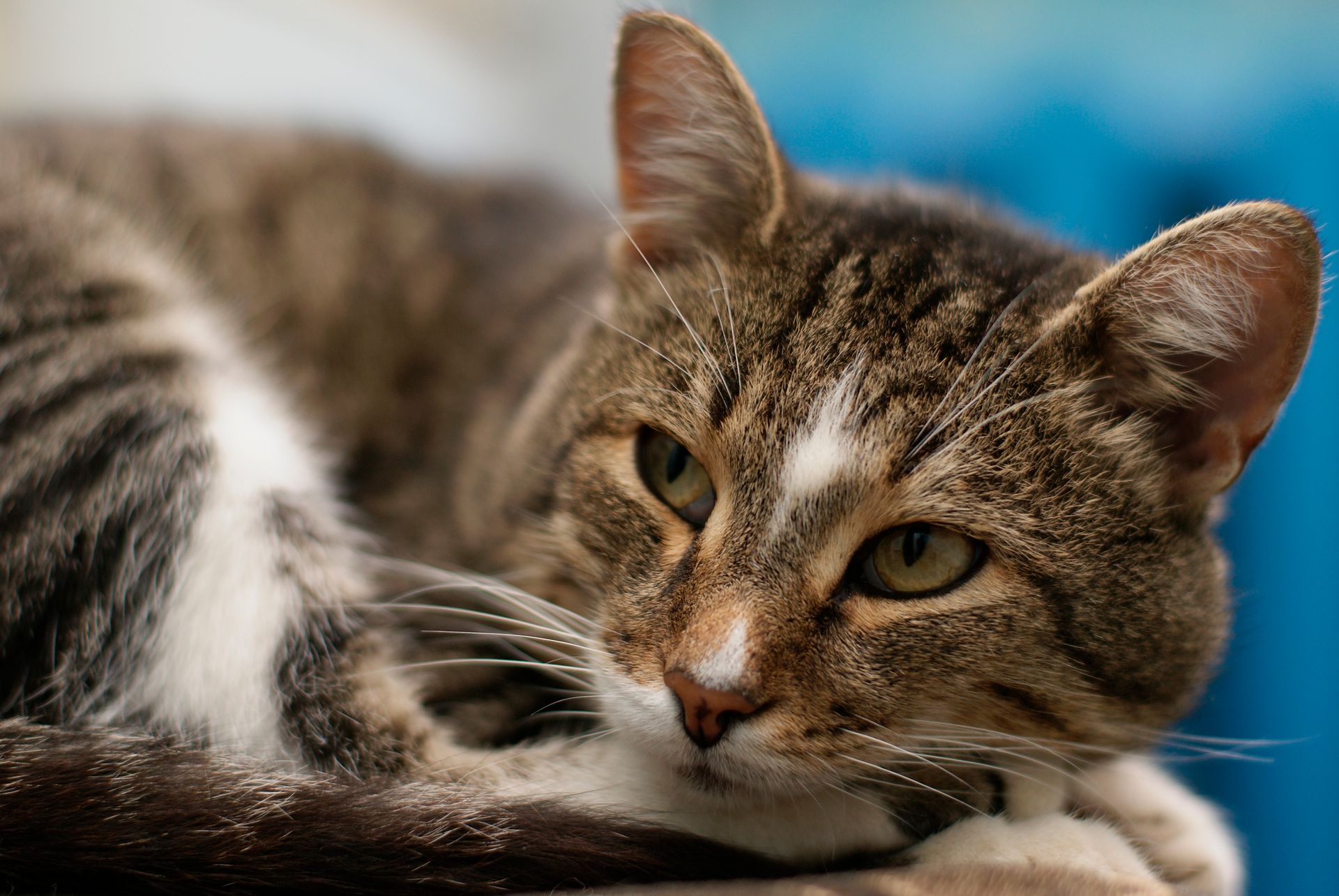 Relaxed domestic tabby cat in soft focus, highlighting its tranquil expression and detailed fur texture