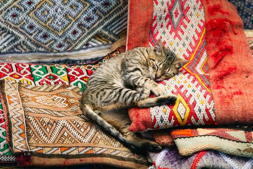 Free A tabby cat peacefully sleeping on vibrant Moroccan rugs in Chefchaouen. Stock Photo