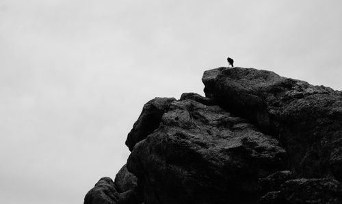 Free stock photo of animal, big rock, bird Stock Photo