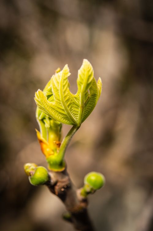 Close Up Of Spring Fig Leaf Budding On Branch Free Stock Photo Close Up Of Spring Fig Leaf Budding On Branch Free Stock Photo