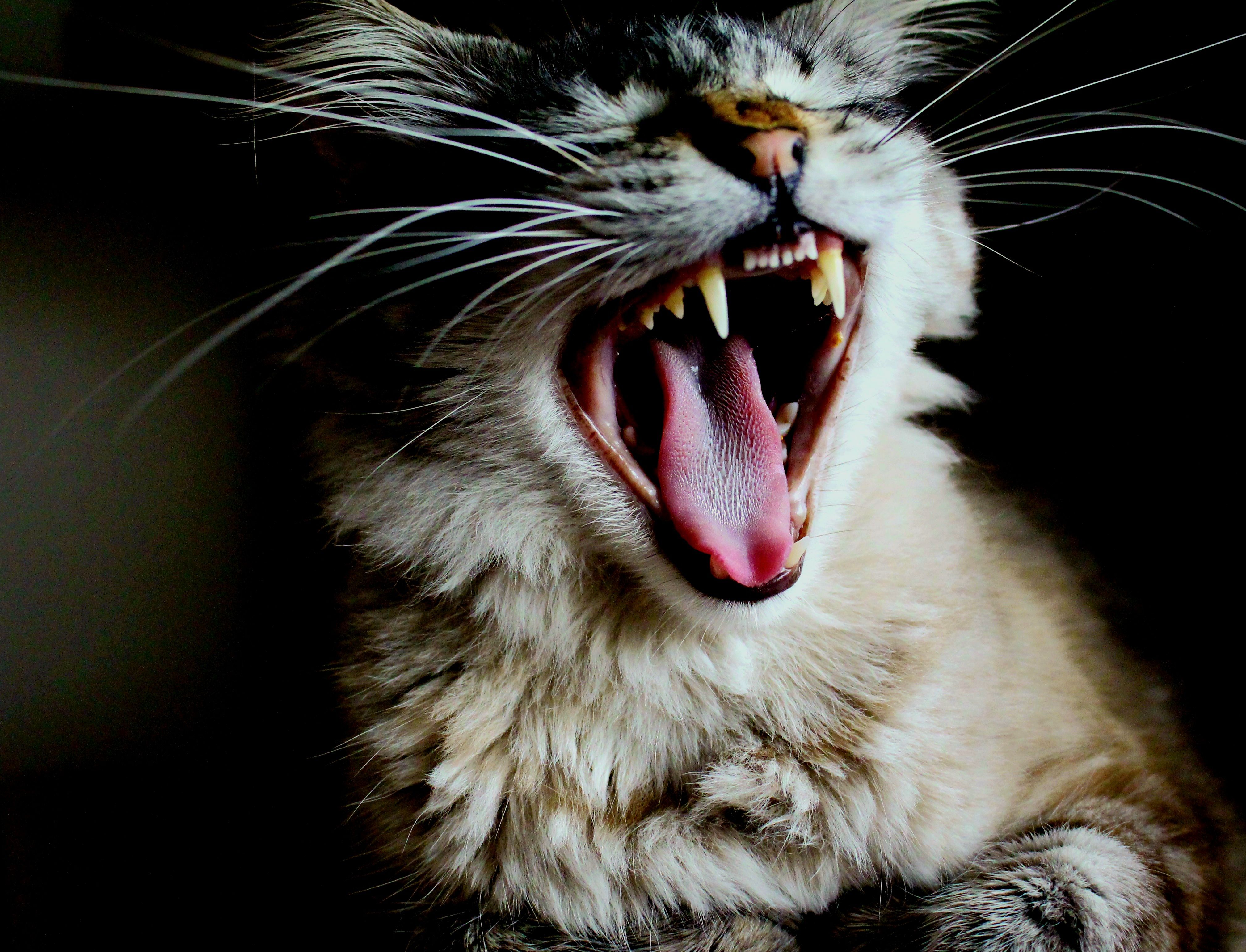 pet care — Photo by fatima  zahra essadaqa on Pexels