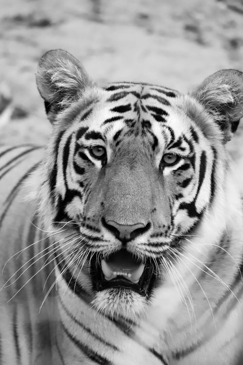 Free Detailed black and white portrait of a Bengal tiger, showcasing its striking stripes and intense look. Stock Photo