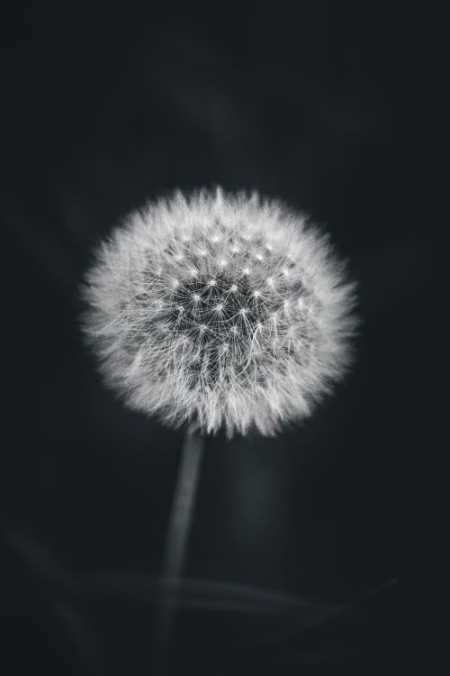 Free Elegant black and white close-up of a fluffy dandelion with a soft dreamy focus. Stock Photo