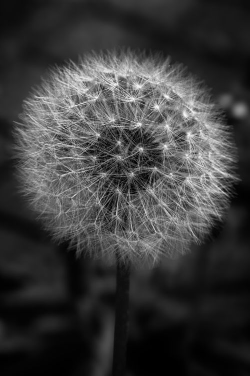 Free Detailed black and white close-up photo of a dandelion seed head against a dark background. Stock Photo