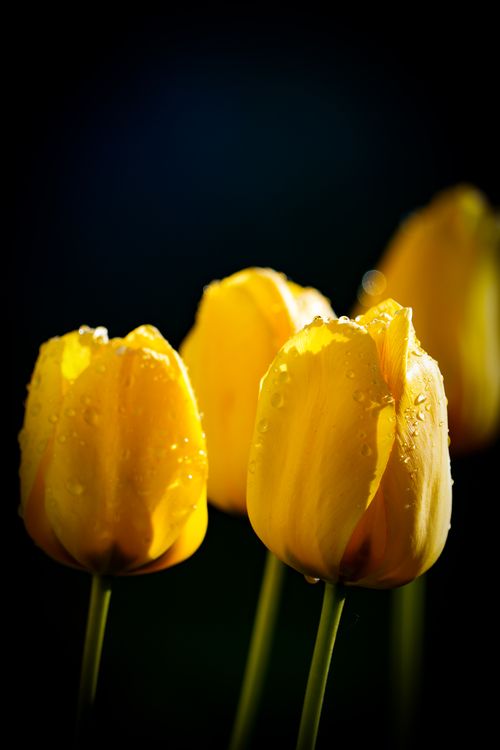 Free Striking photograph of vibrant yellow tulips with dew droplets, beautifully lit against a dark background. Stock Photo