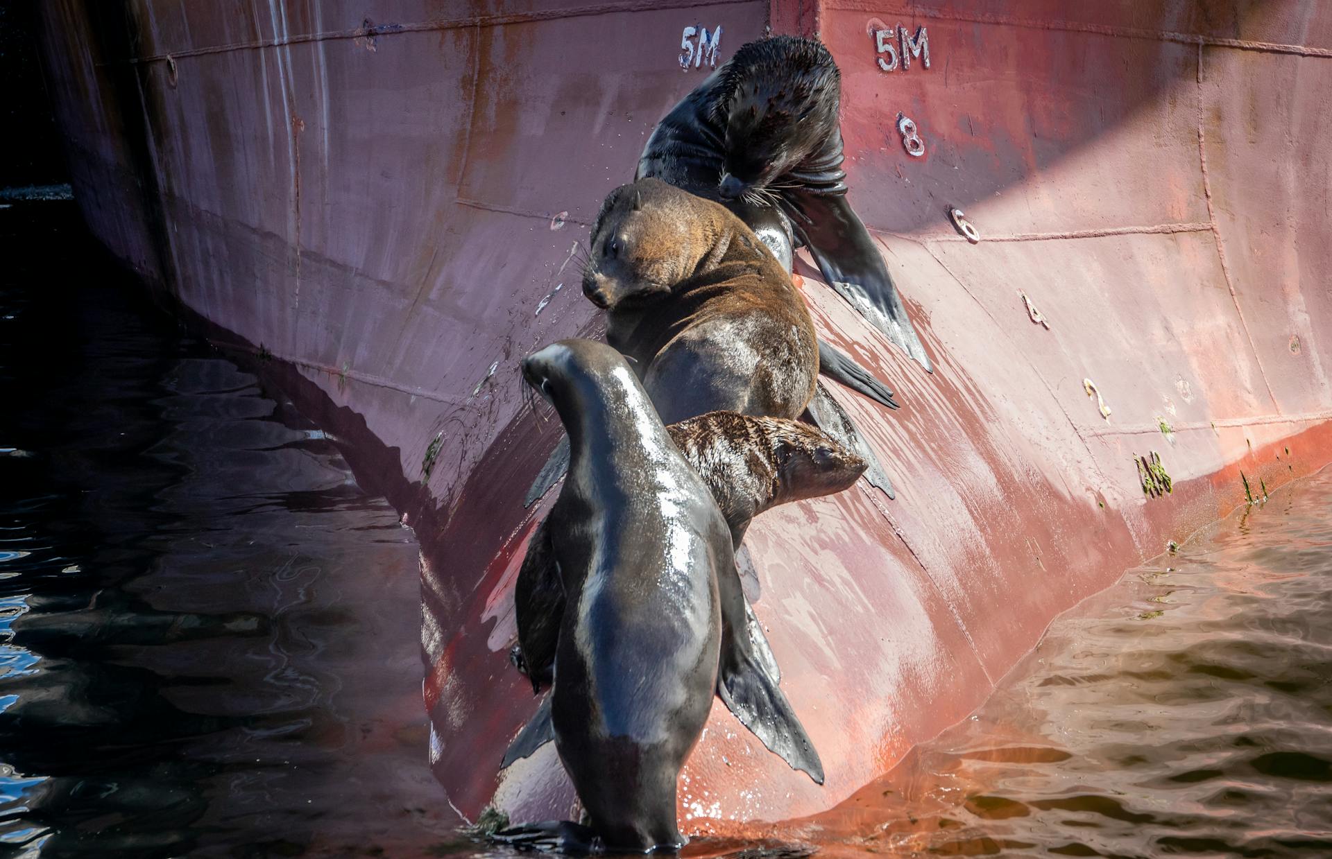 A group of African fur seals resting against a ship hull in Cape Town harbor.
