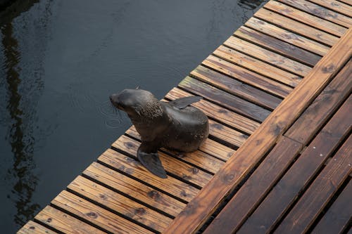 Seal on Brown Wooden Floor