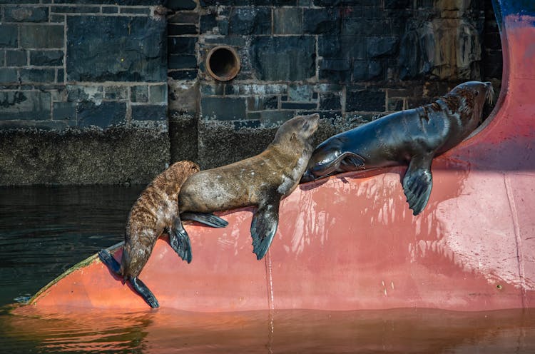  Seals On Water Fountain