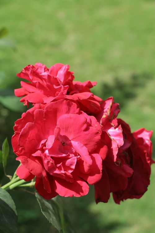 Sunlit Red Roses Vibrant Red Roses in a Sunlit Garden · Free Stock Photo