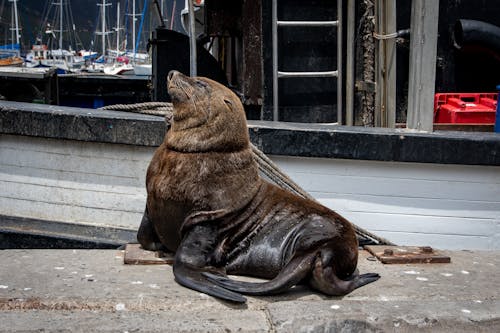Коричневый тюлень, лежащий на земле