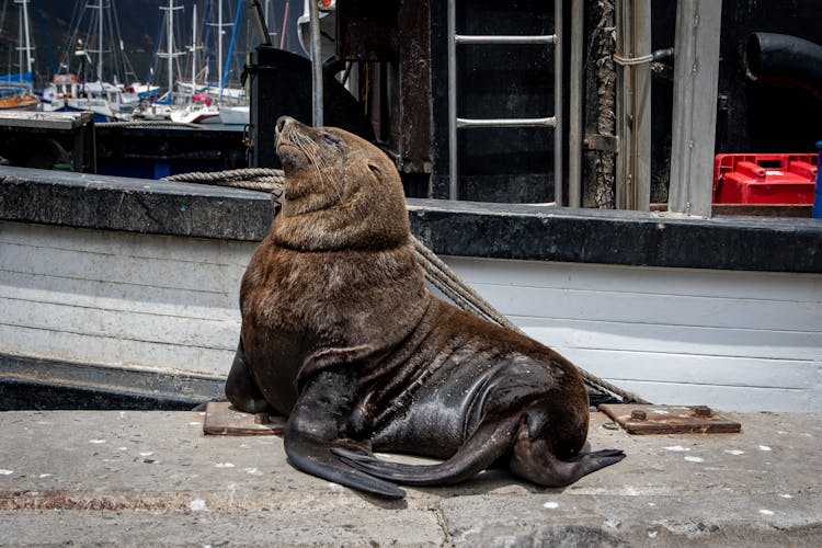 Brown Seal Lying On Ground