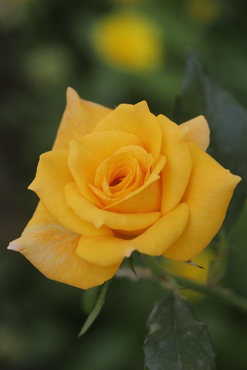 Free Close-up of a vibrant yellow rose in full bloom, showcasing its delicate petals and lush green leaves. Stock Photo