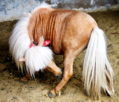 動物, 小馬 的 免费素材图片