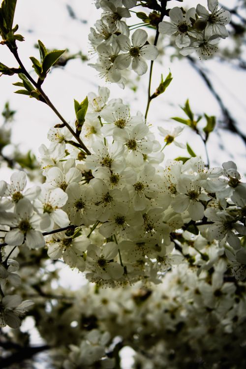 Free Beautiful white cherry blossoms in full bloom, signaling the arrival of spring. Stock Photo