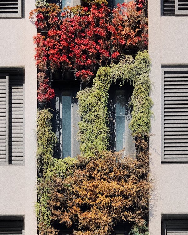Free Facade wall of contemporary residential building decorated with lush colorful climbing plants in daytime Stock Photo