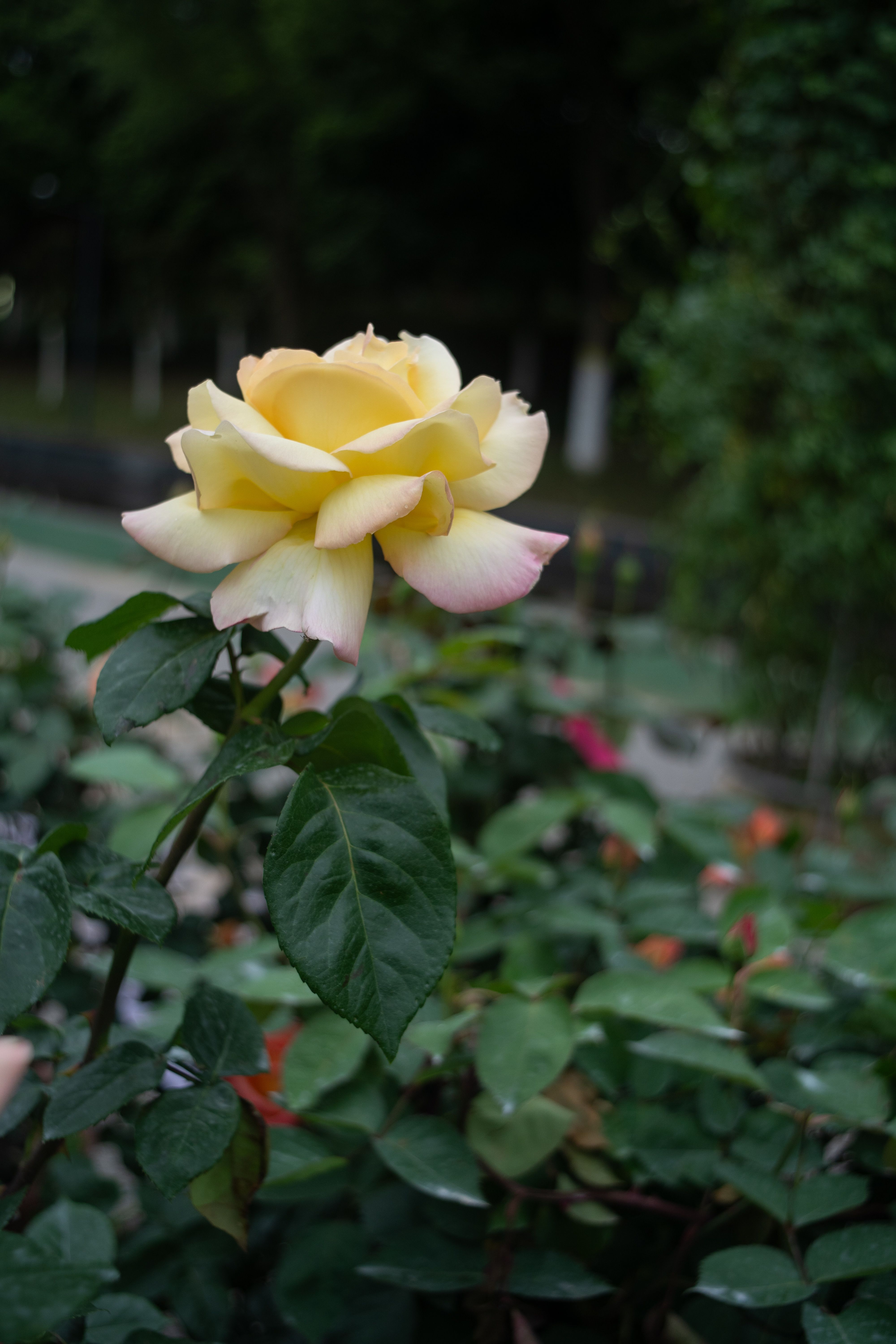 Beautiful Yellow Rose in Tranquil Garden Setting · Free Stock Photo