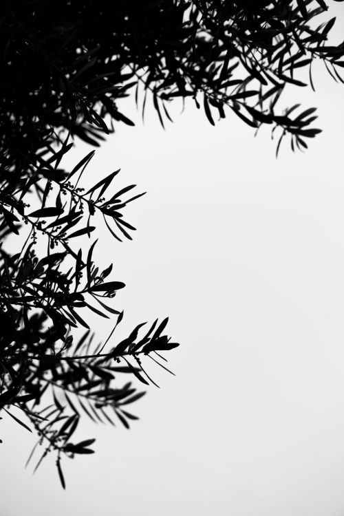 Black and White Silhouette of Tree Branches · Free Stock Photo