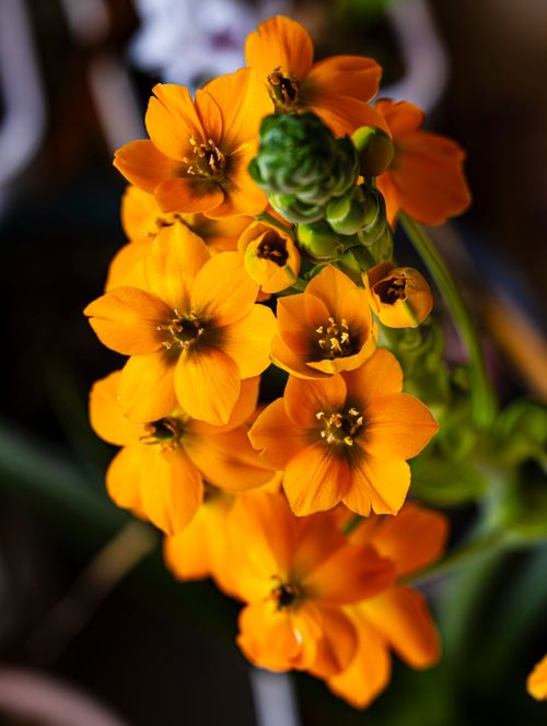 Free A vivid display of orange ornithogalum flowers showcasing detailed petals and intricate textures. Stock Photo