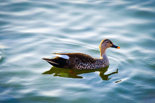 Free A serene capture of an Indian spot-billed duck gliding on calm water, highlighting nature's beauty. Stock Photo
