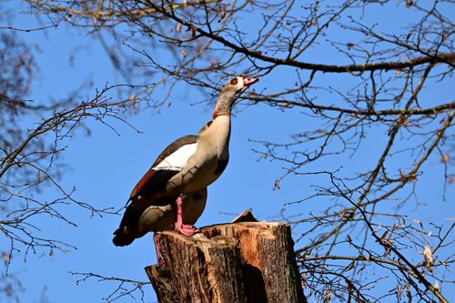 Free An Egyptian goose stands on a tree stump under a clear blue sky, surrounded by bare branches. Stock Photo