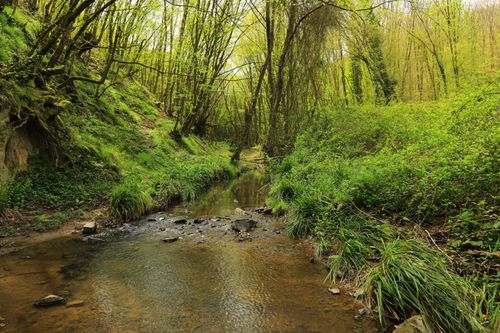 Free Serene forest stream surrounded by vibrant green foliage in spring, creating a peaceful natural scene. Stock Photo