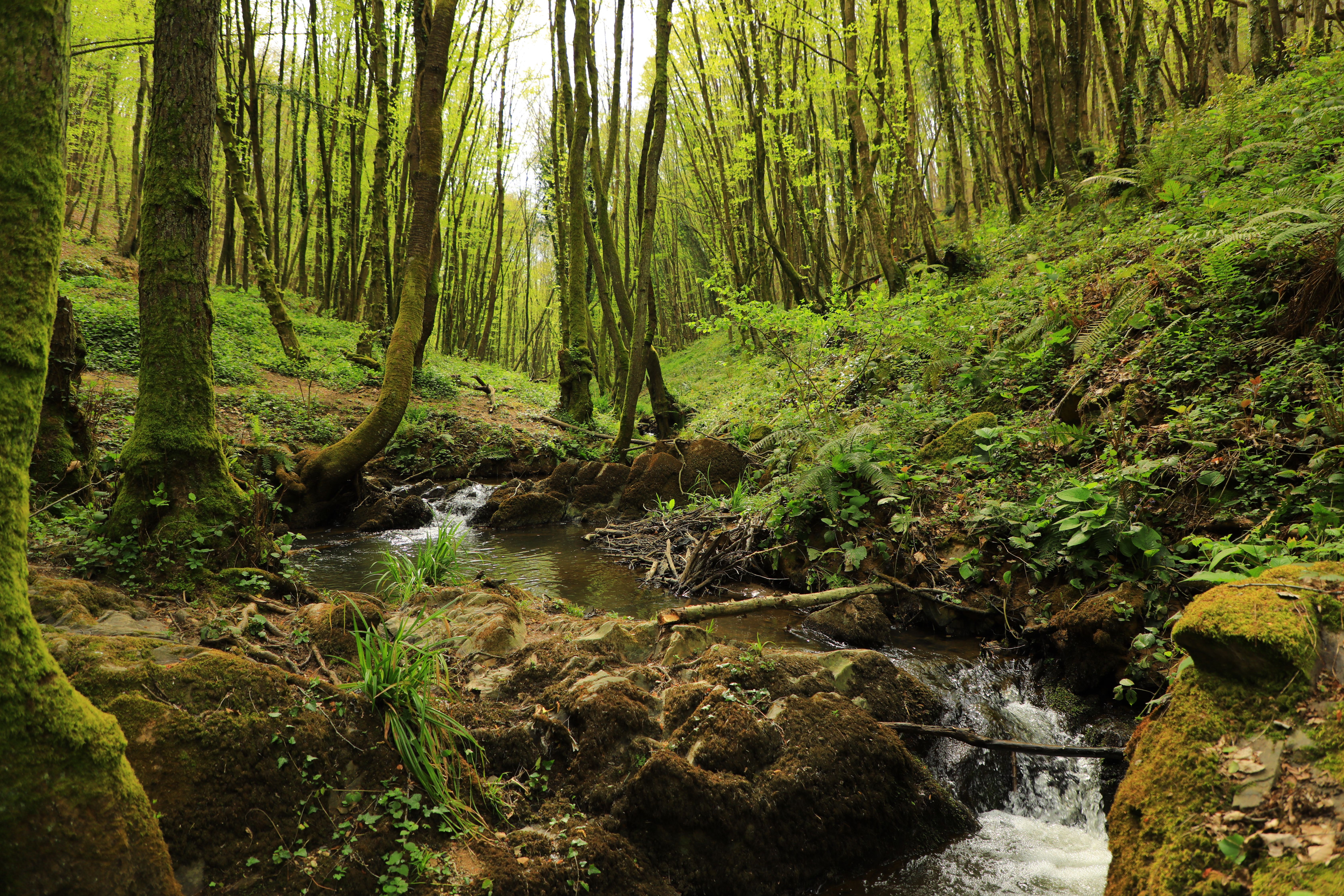 Cardinham Woods