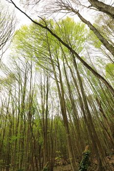 A view of tall trees reaching skyward in a lush green forest during springtime.